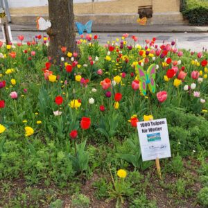 1000 Tulpen für Weiler