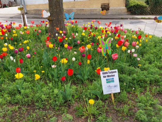 1000 Tulpen für Weiler